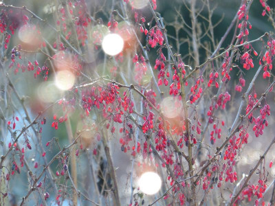 2016-01-09 Gartenimpressionen 8.jpg