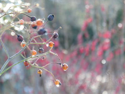 2016-01-09 Gartenimpressionen 9.jpg