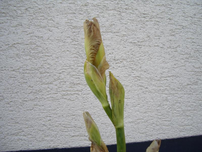 IMGP3758.JPG