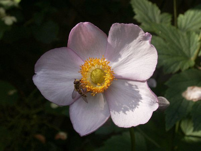 Herbstannemone-08-06.jpg