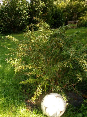 2006-08-30_berberis_Tottenham.jpg