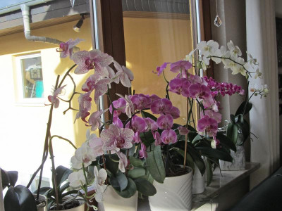 Phalenopsis am Fenster IMG_6689.jpg