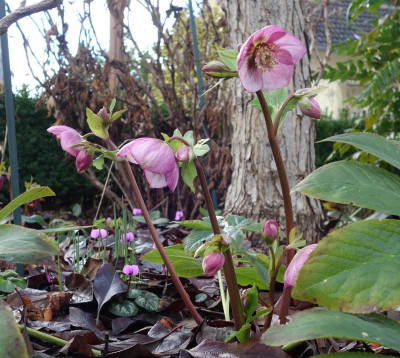 Helleborus-PicoteePrinzessin.16-2.jpg