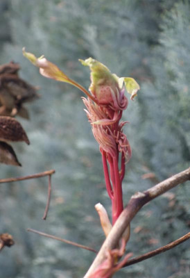 Paeonia_rockii.16-1.jpg