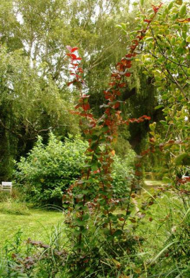 2006-08_berberis_sp.jpg