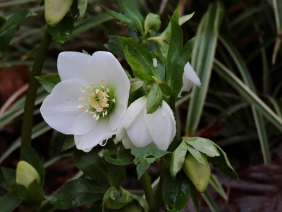 DSCN2969.JPG