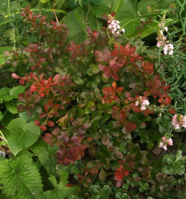2006-08_berberis_atropurpurea_Nana.jpg