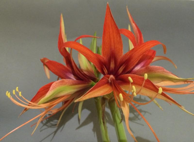 Hippeastrum Merengue 01-2016.jpg