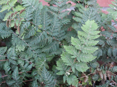 Cheilanthes eckloniana   ...  10.1.16 001.jpg