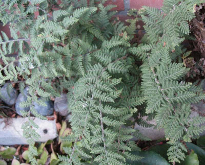 Cheilanthes woottonii  ...    10.1.16 003.jpg