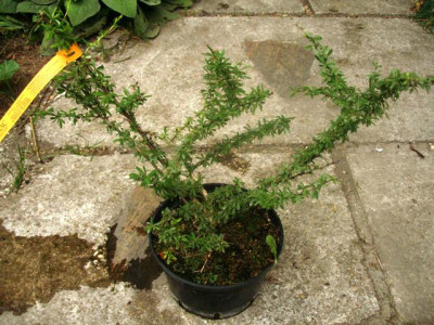 2006-08_berberis_wilsonii.jpg