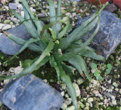 Asplenium ruprechtii   ...  10.1.16 030.jpg