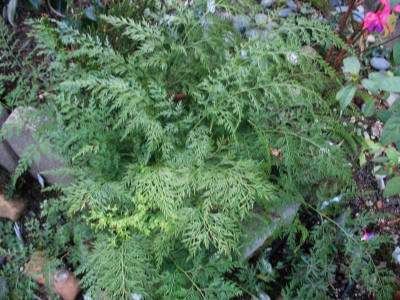 Onychium japonicum  ...  10.1.16 008.jpg