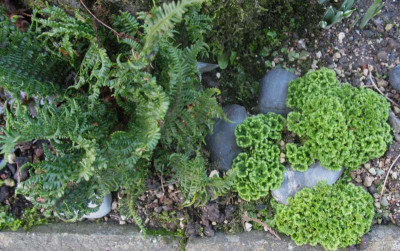 Dryopteris affinis 'Crispa Gracilis'   Selaginella apoda  ...    10.1.16 010.jpg