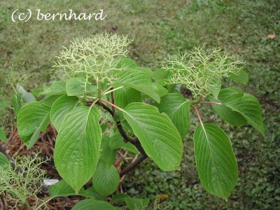 cornus_controversa_1.jpg