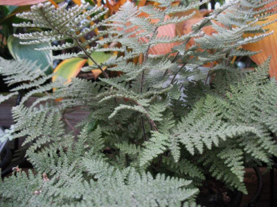 Cheilanthes myriophylla  ...  13.10.15 001.jpg