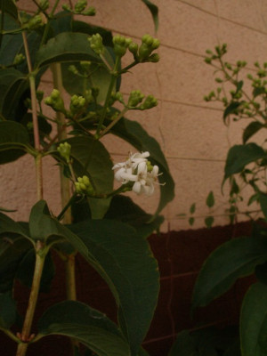 hepatcodium_myc._bluetenstand_2006-08-30.jpg