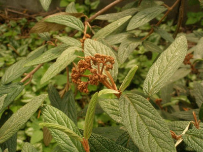 viburnum_rhytodiphyllum_2006-08-30.jpg