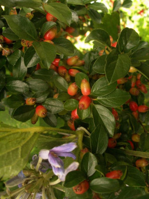 cotoneaster_spec_2006-08-30..jpg