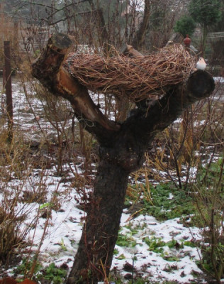 Vogeltränke.jpg