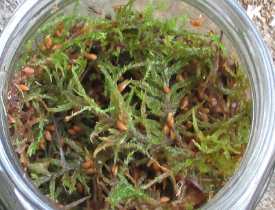 Ilex_Sphagnum_klein_a.jpg
