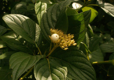 cornus_flaviramea_2006-08-30.jpg