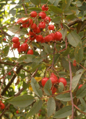 rosa_glauca_2006-08-30.jpg