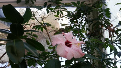 Hibiskus.jpg