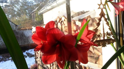 Amaryllis.jpg
