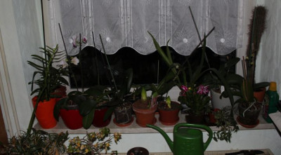 Zimmerfenster. 10.01.2016.jpg