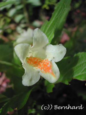 weigela_middendorffiana_1.jpg