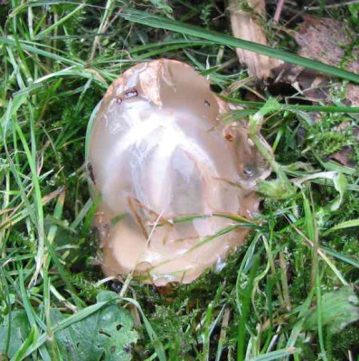 PILZ_MI_3008_IV.jpg