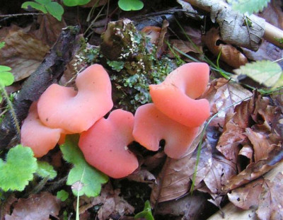 Pilze_Small.jpg