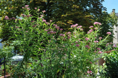 Asclepias incarnata im 3. Jahr.jpg