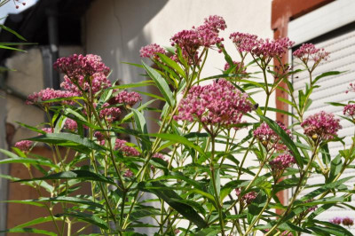 Blüten.jpg