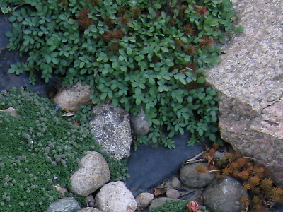 mulch.jpg