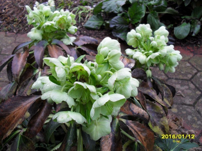 Helleborus2016_2.jpg