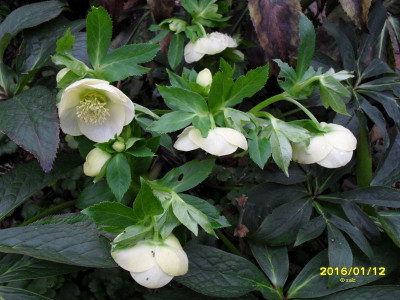 Helleborus2016_1.jpg
