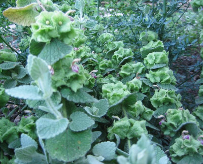 Ballota acetabulosa 20070619_02.jpg