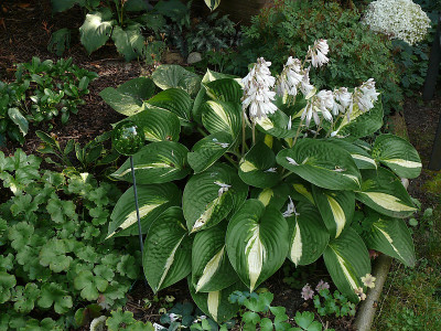 hosta_ann_kulpa_2015-07-24_832.jpg