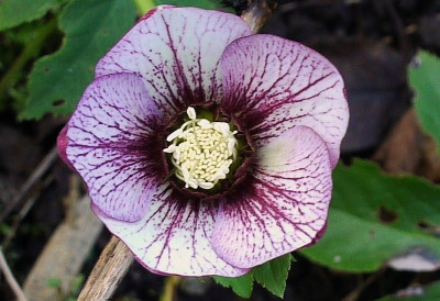 hybridus veined 16.jpg