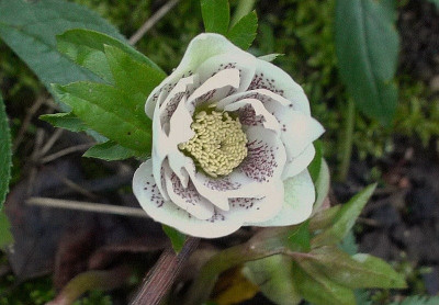 white double spotted 16.jpg