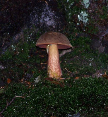 boletus_luridiformis.jpg