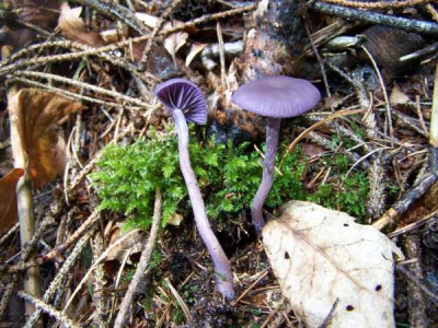laccaria_amethystea.jpg
