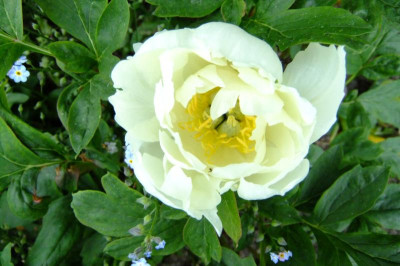 DSCF2707.JPG