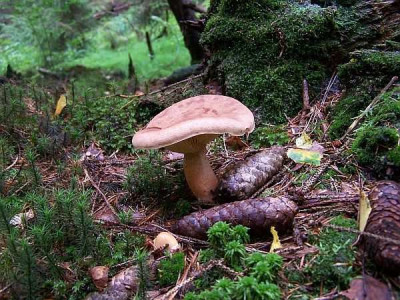 lactarius_helvus.jpg