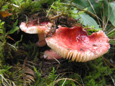 PILZ_MI_3008_I.jpg