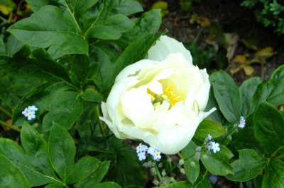 DSCF2708.JPG