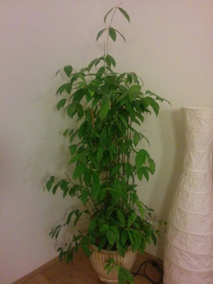Foto 1.jpg