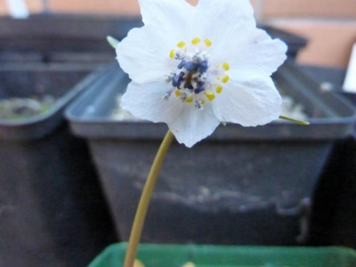 Eranthis pinnatifida 14.01.2016.jpg